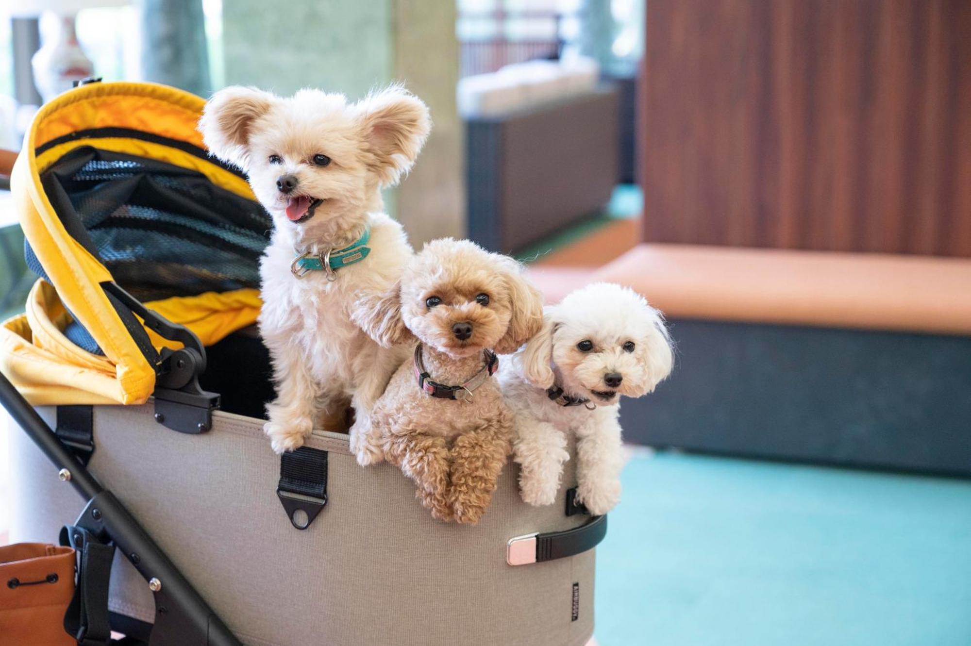 Izumigo Lake Hamana Dog Paradise Hotel Хамамацу Екстер'єр фото